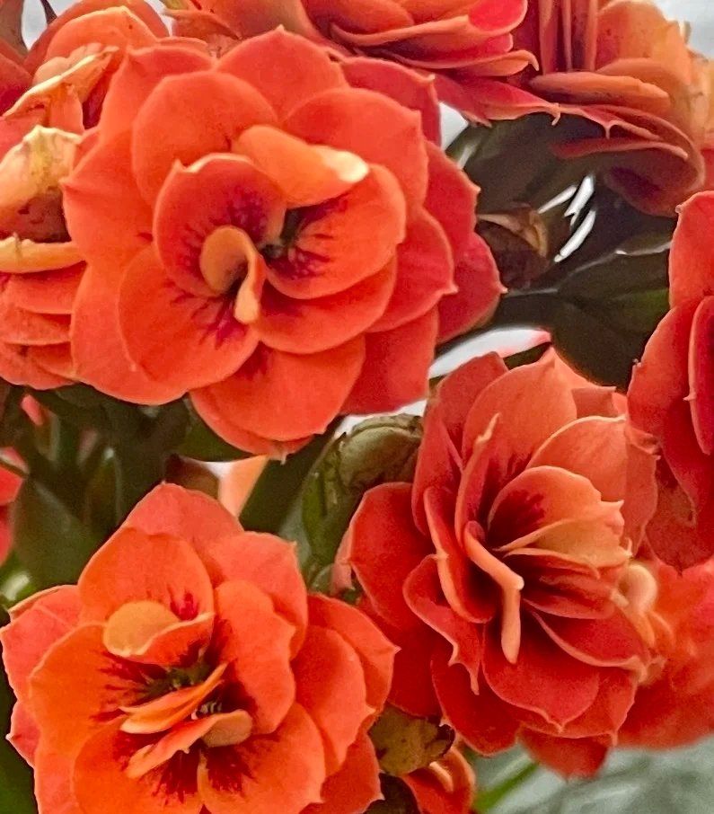 奇幻橙100盆昊景种植