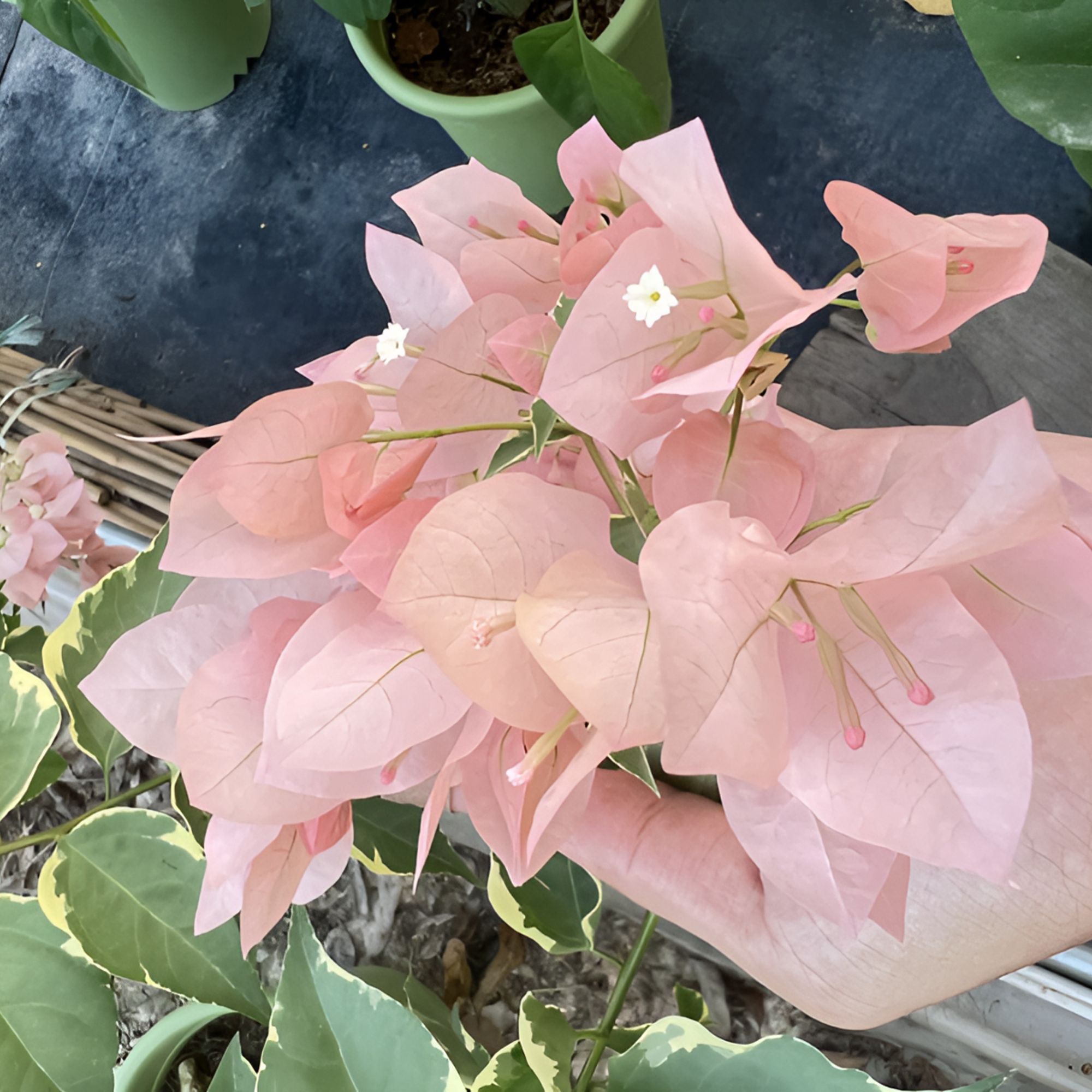 一物一拍   改价链接（三角梅）