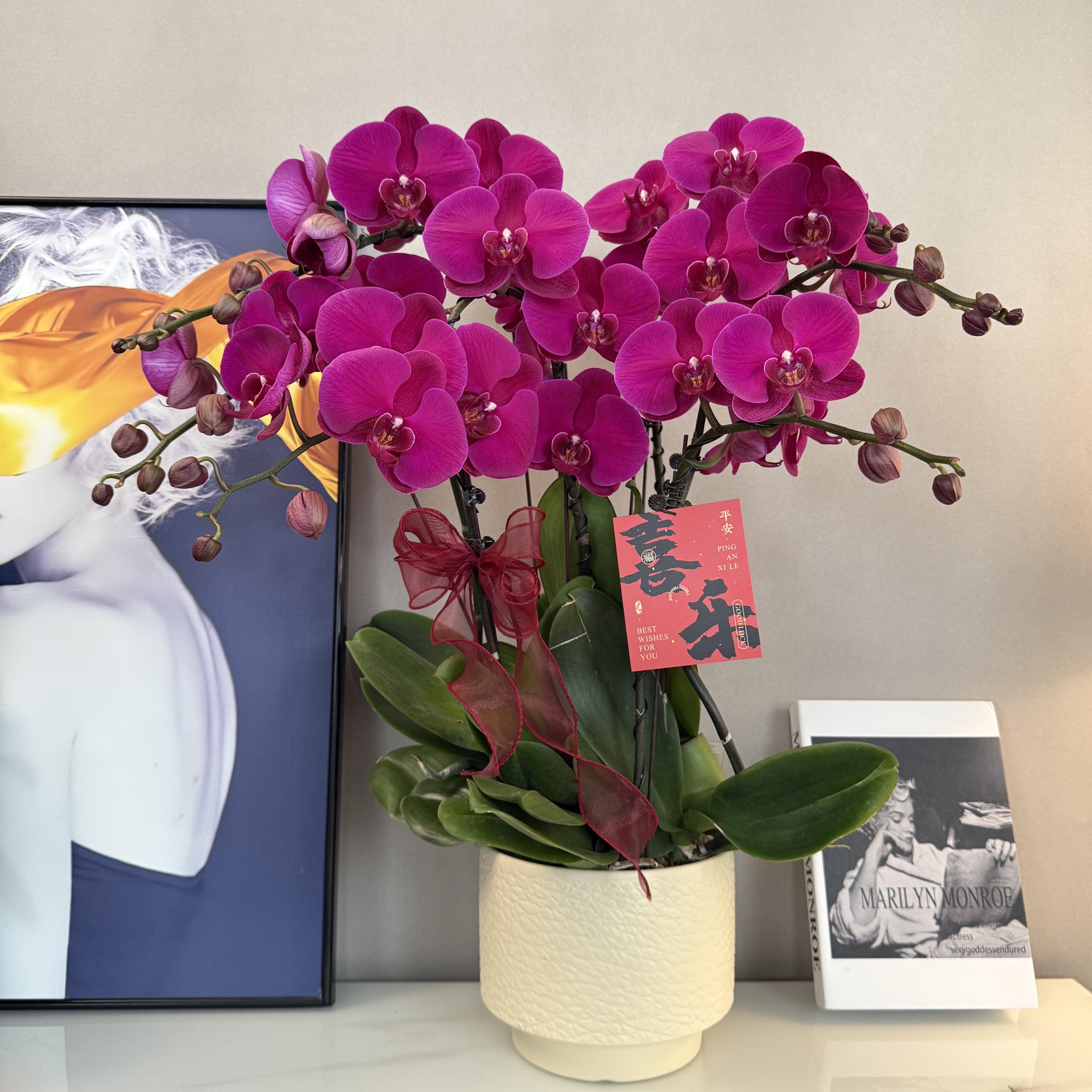 蝴蝶兰【大辣椒】年宵花爆款红色大花 室内观赏 送礼花卉 基地直发