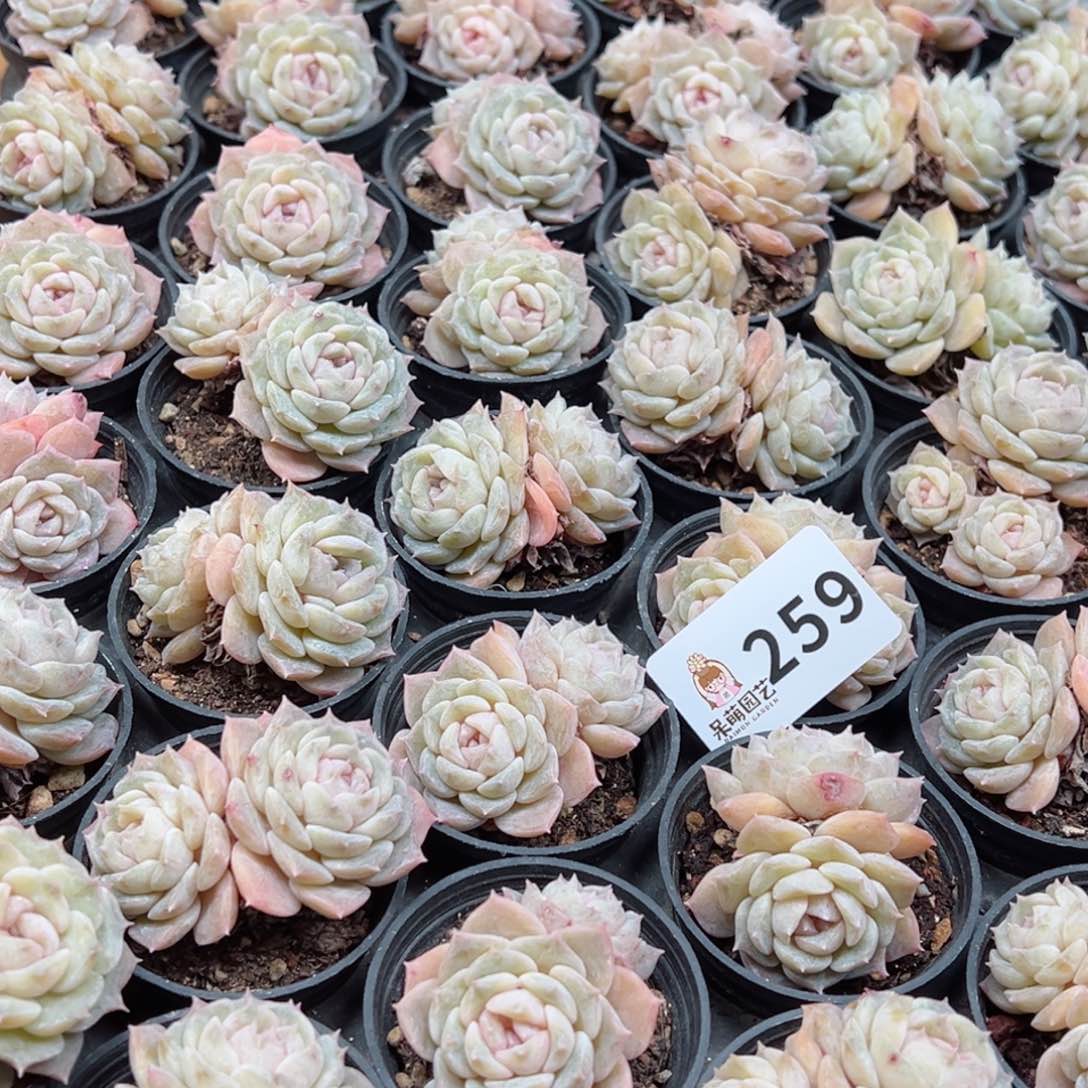 用****3多肉植物多肉植物