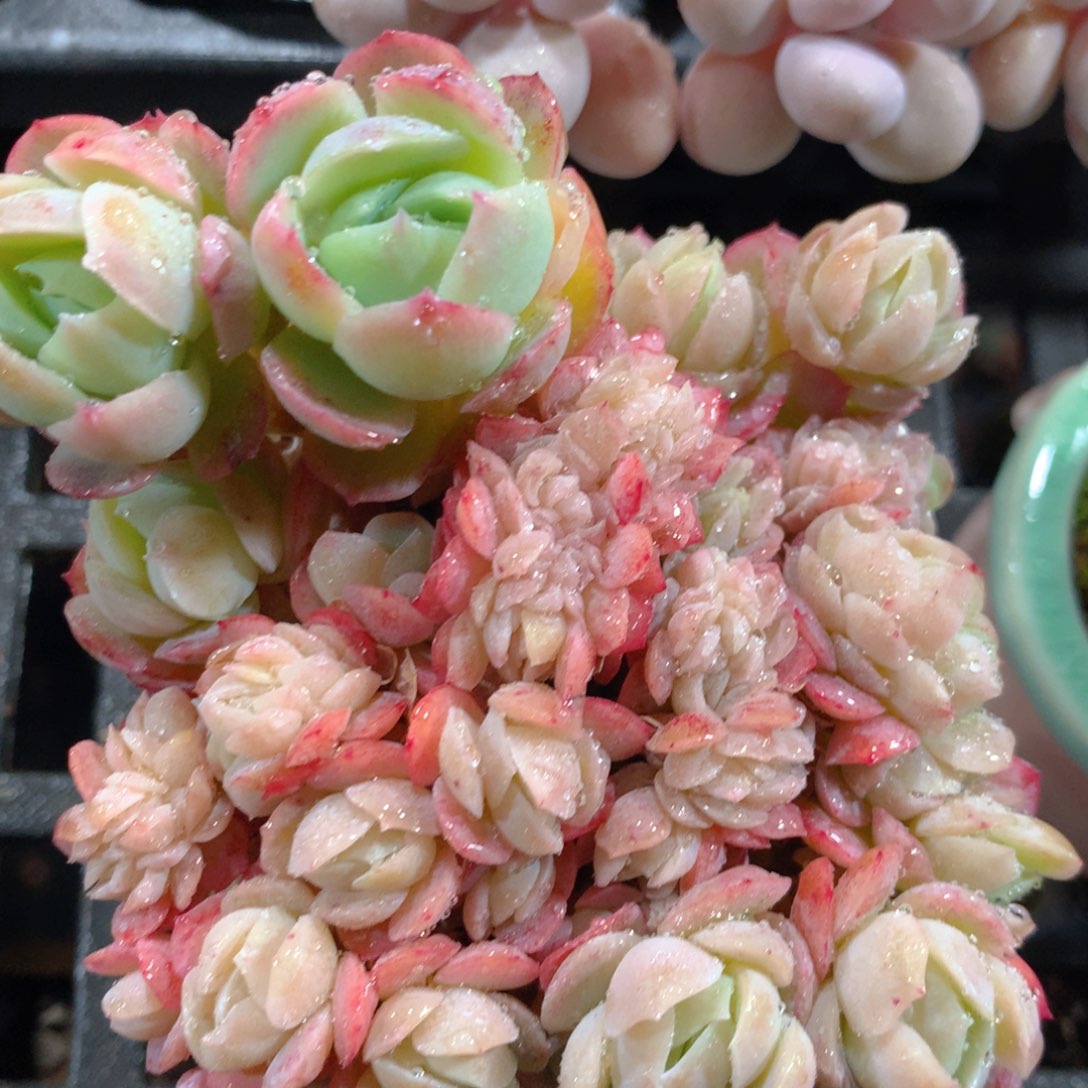 5CM拇指盆精控多肉ZD848