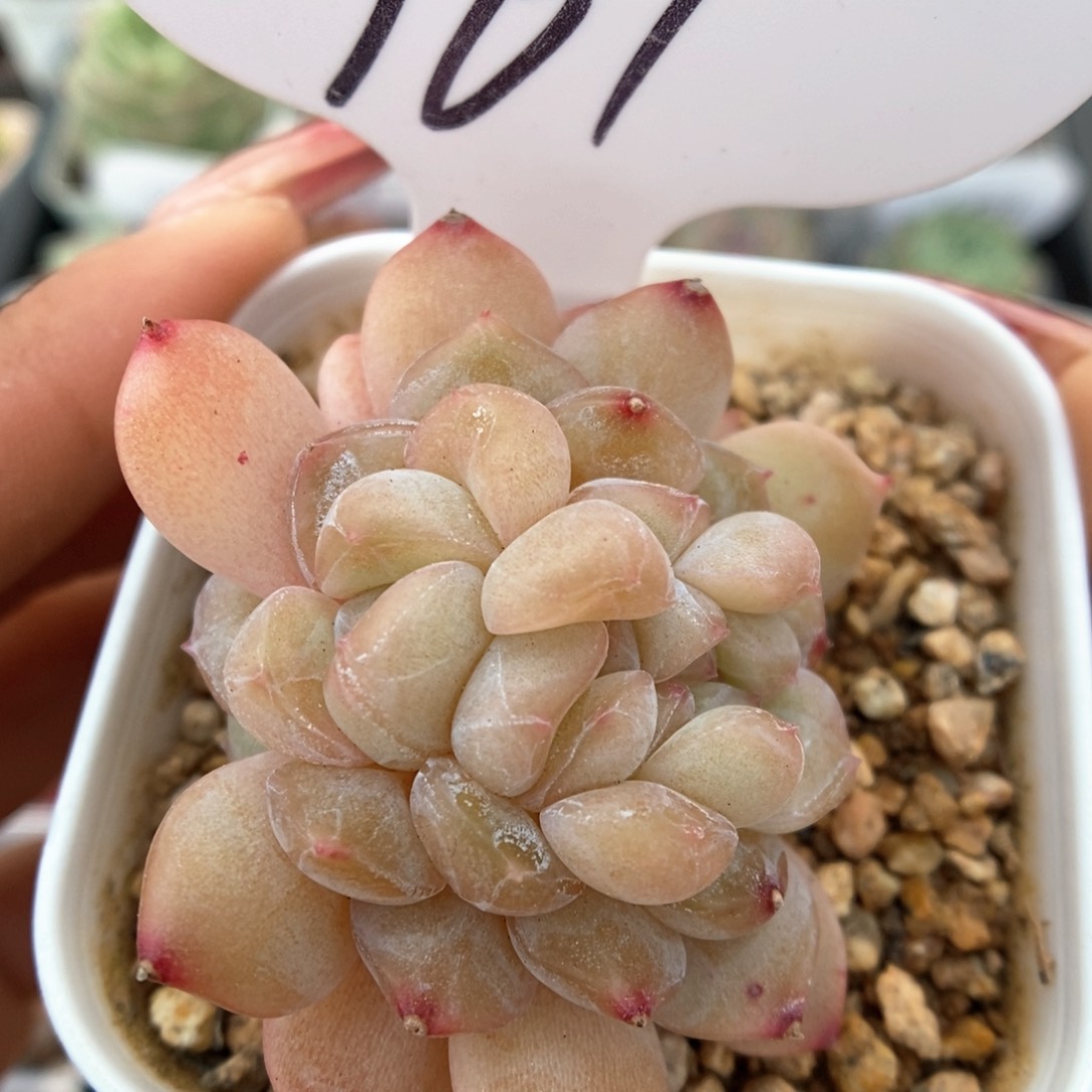 珍妮缀化可拍961号。  