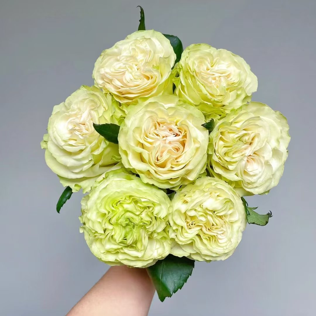 【大聪明卖花】琉璃翠单头玫瑰-任意2单鲜花包邮发货后不支持退款