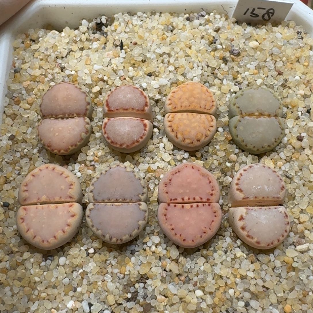 网***卡0215-14饼干彩套