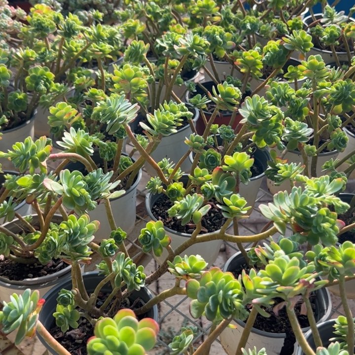 新疆包邮 圆叶薄化妆