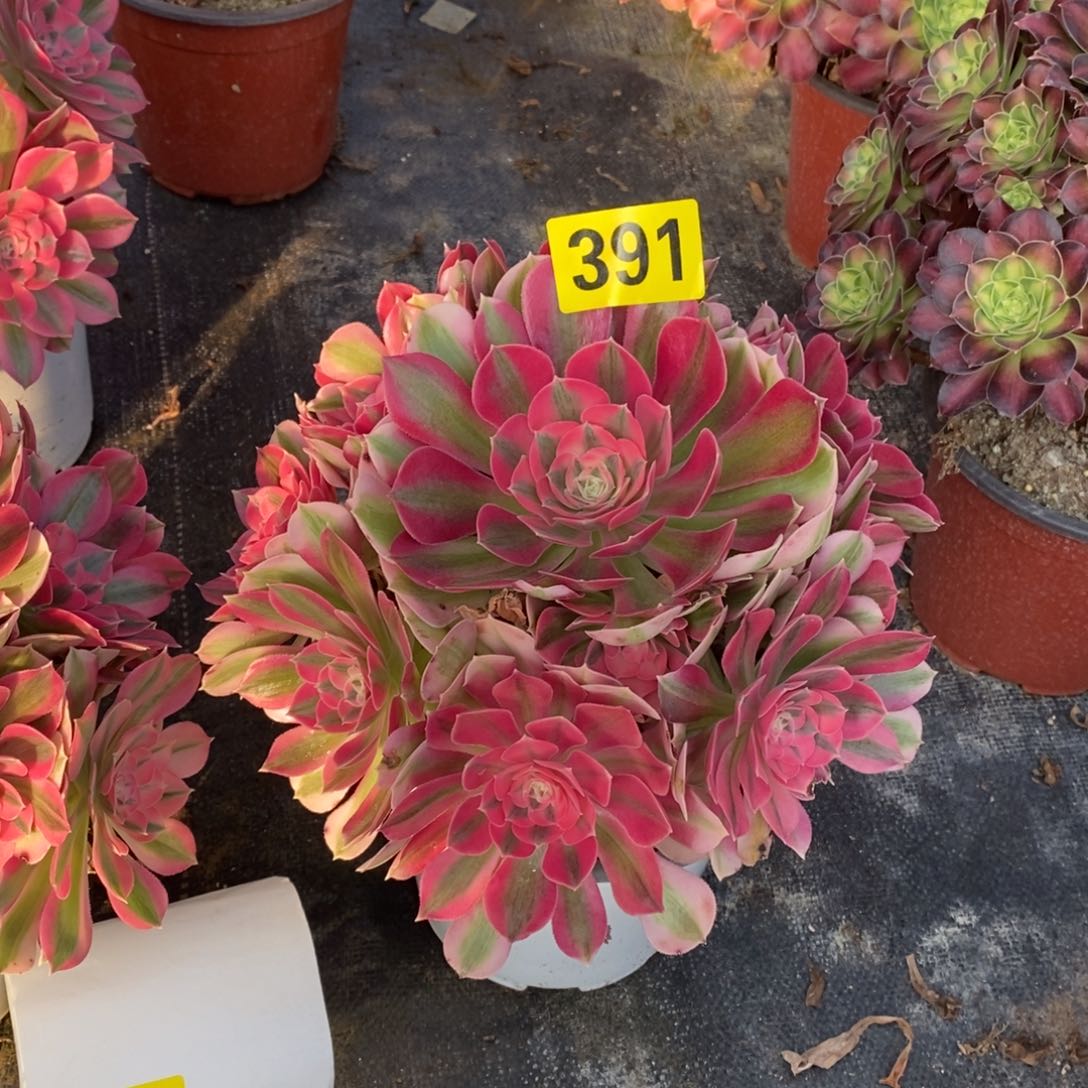 粉女巫多肉法师391