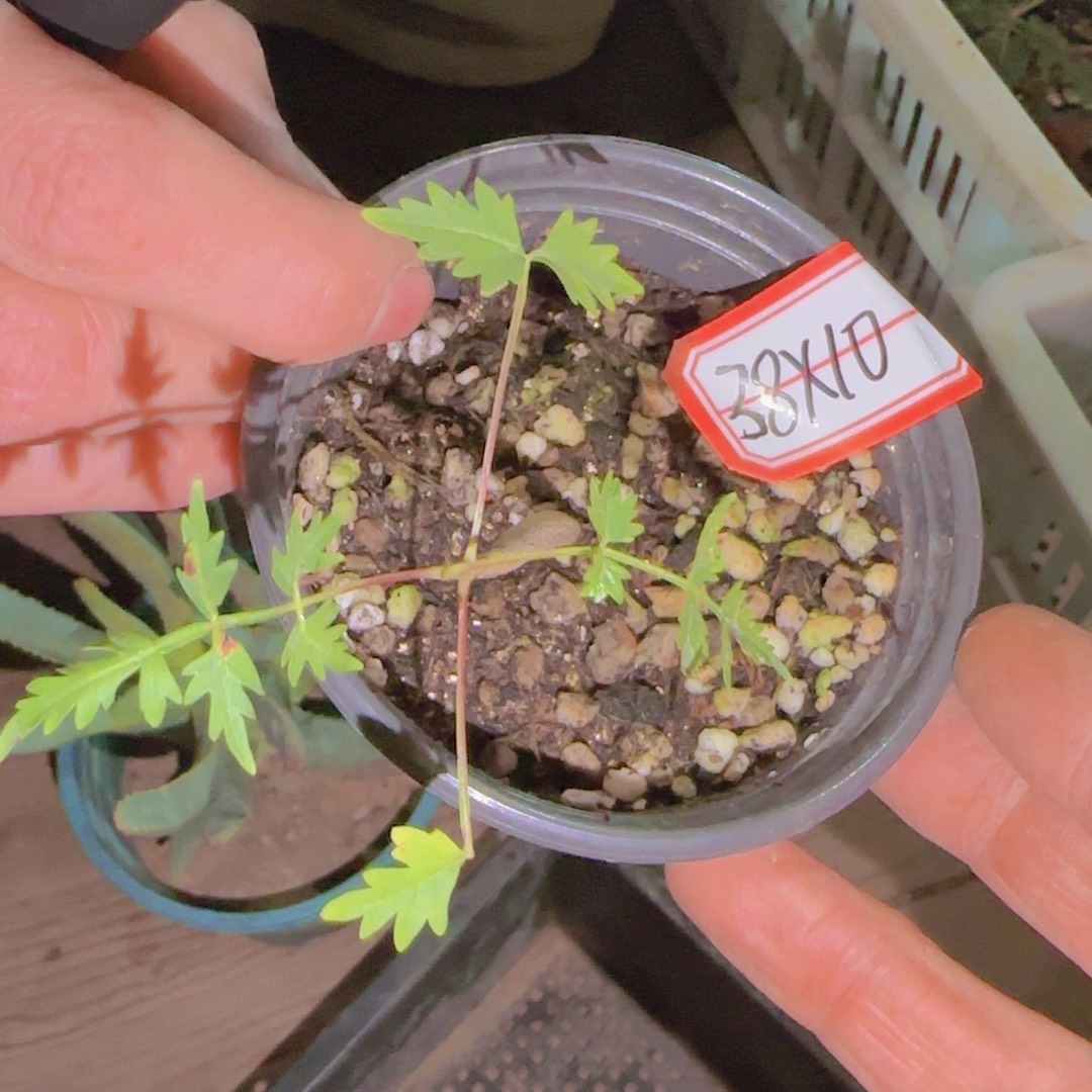 块根植物块根植物