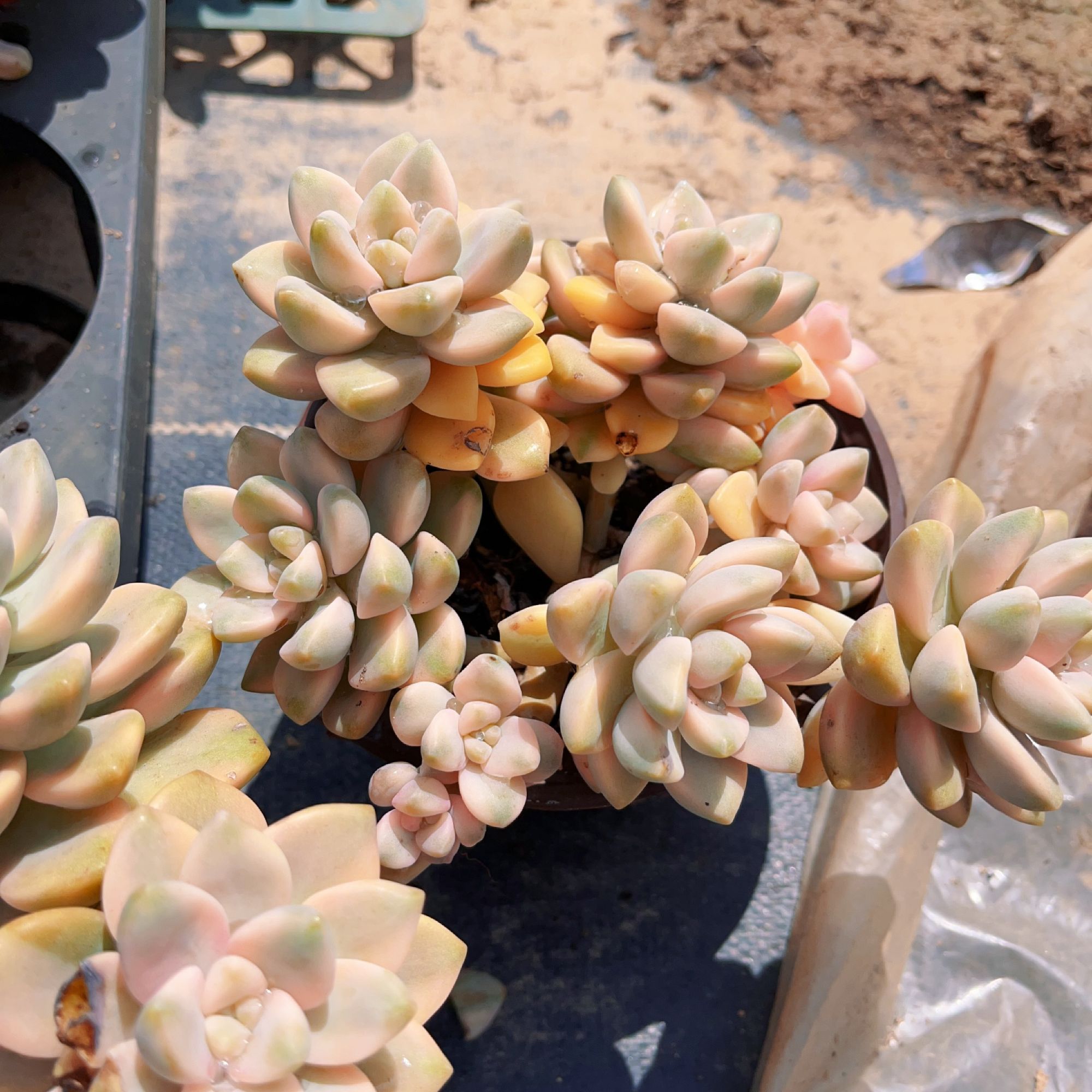 美杏锦聚拢型无砍多肉满18包邮