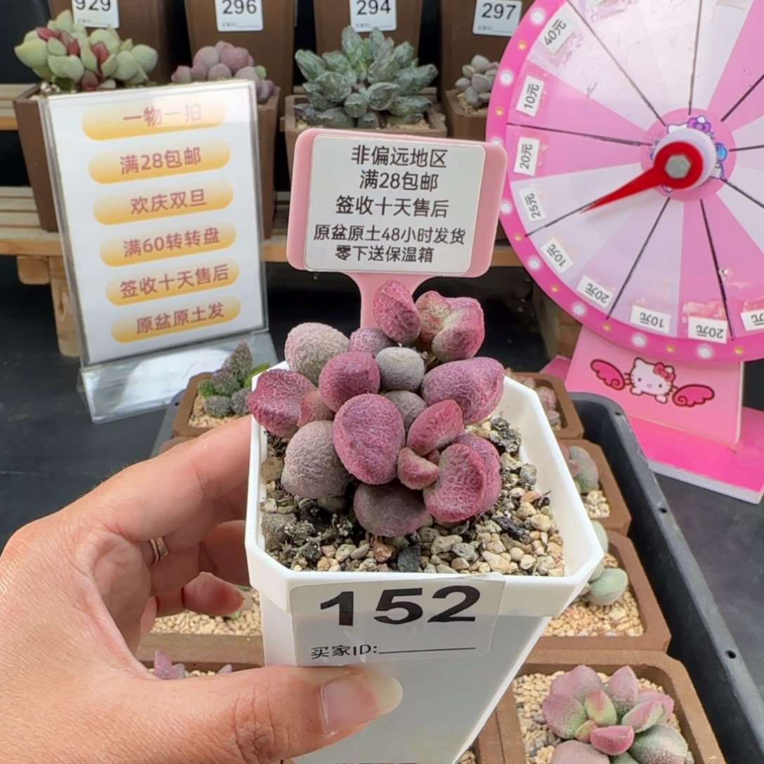 152夏娃多肉的植物