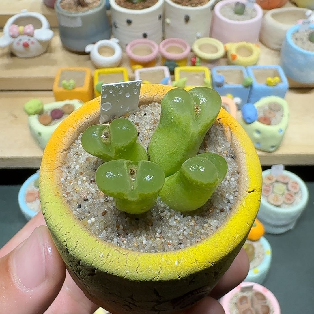 红陶蘑菇754风铃