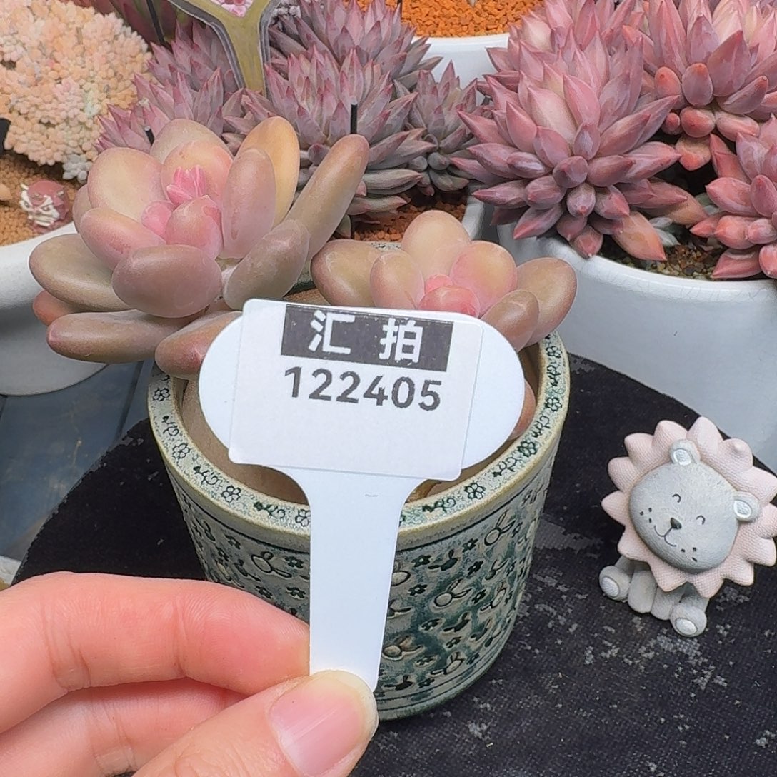 精品多肉植物122405
