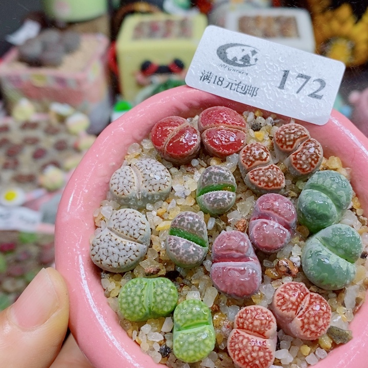 172 生石花花花花花花花