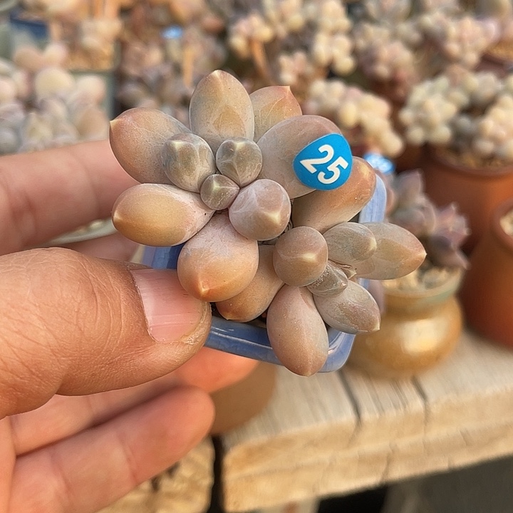 乌拉克拉 带盆发货 3.5口盆