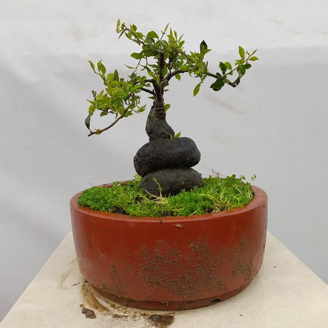 金弹子阳台庭院盆景栽培直播间一物一拍专用