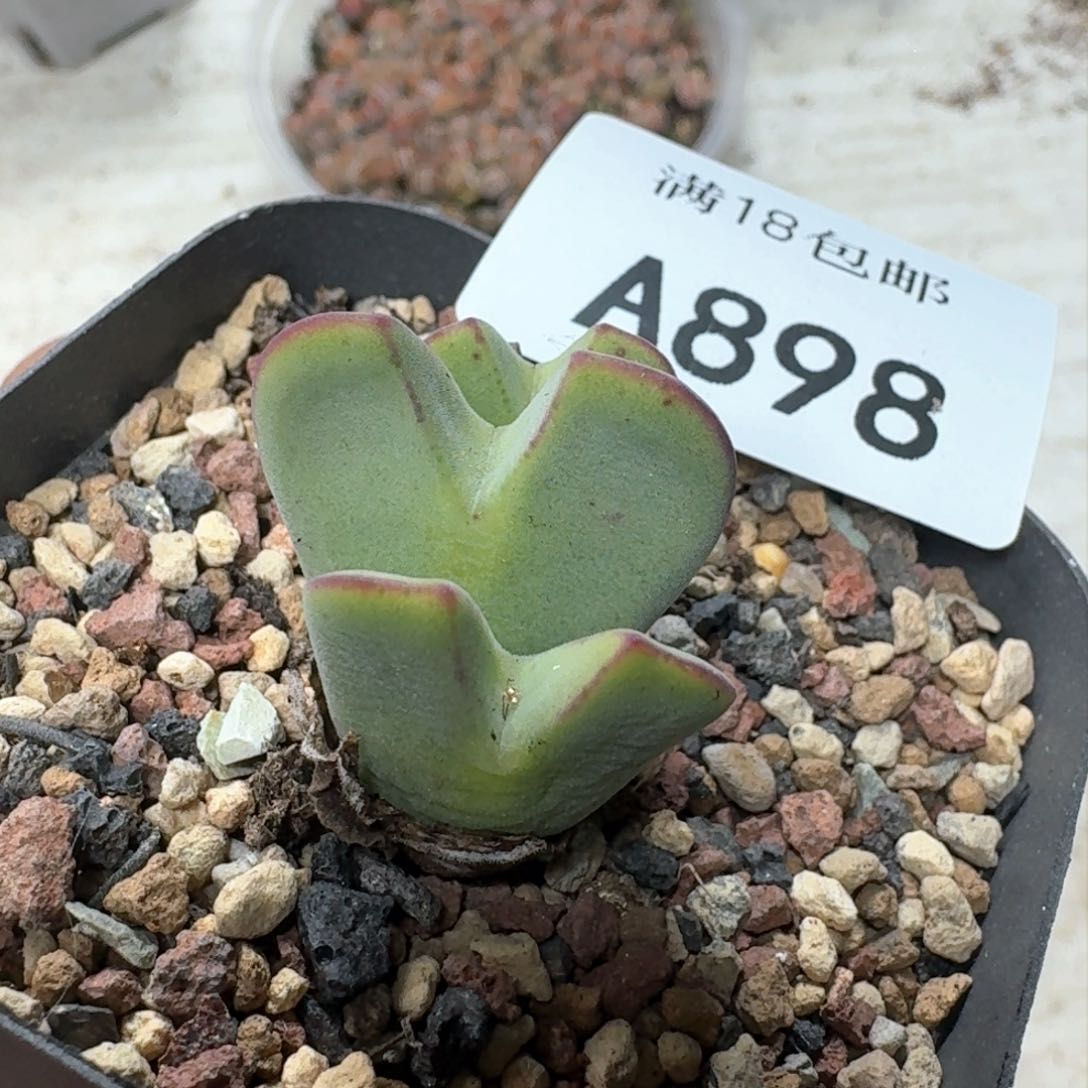 A898 毛将一盒。 带盆