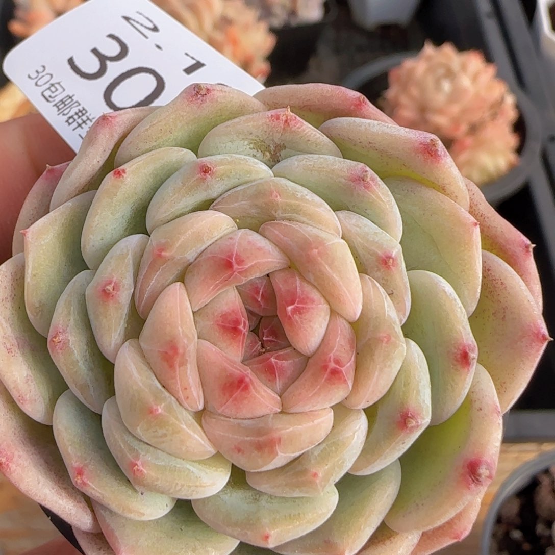 月影珍妮单头一颗脱土