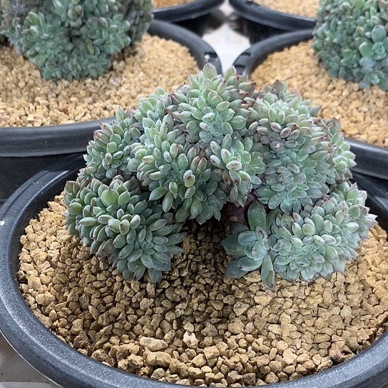 星影小叶小树朵朵缀