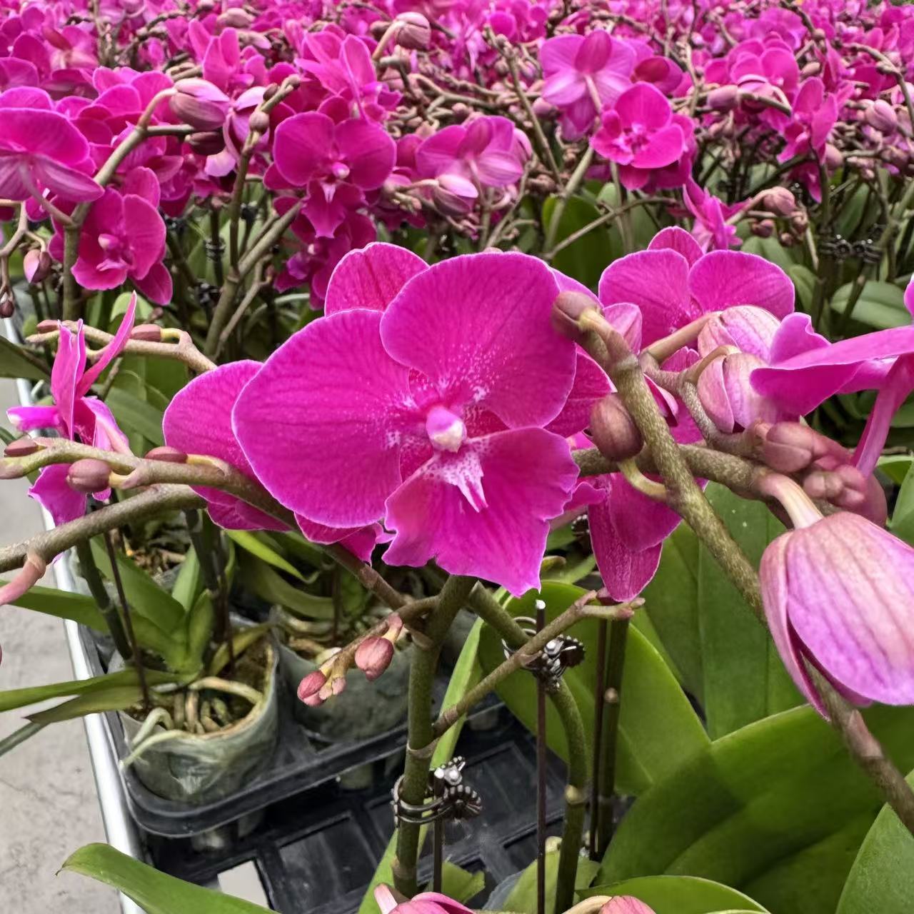 精选蝴蝶兰【麦芽糖】紫红色系大舌头 室内绿植花卉长花期 基地直发