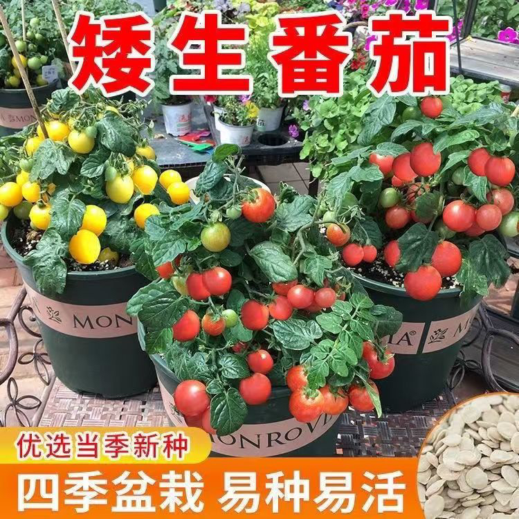 【正宗矮生盆栽番茄苗】樱桃小番茄西红柿苗四季阳台圣女果秧苗