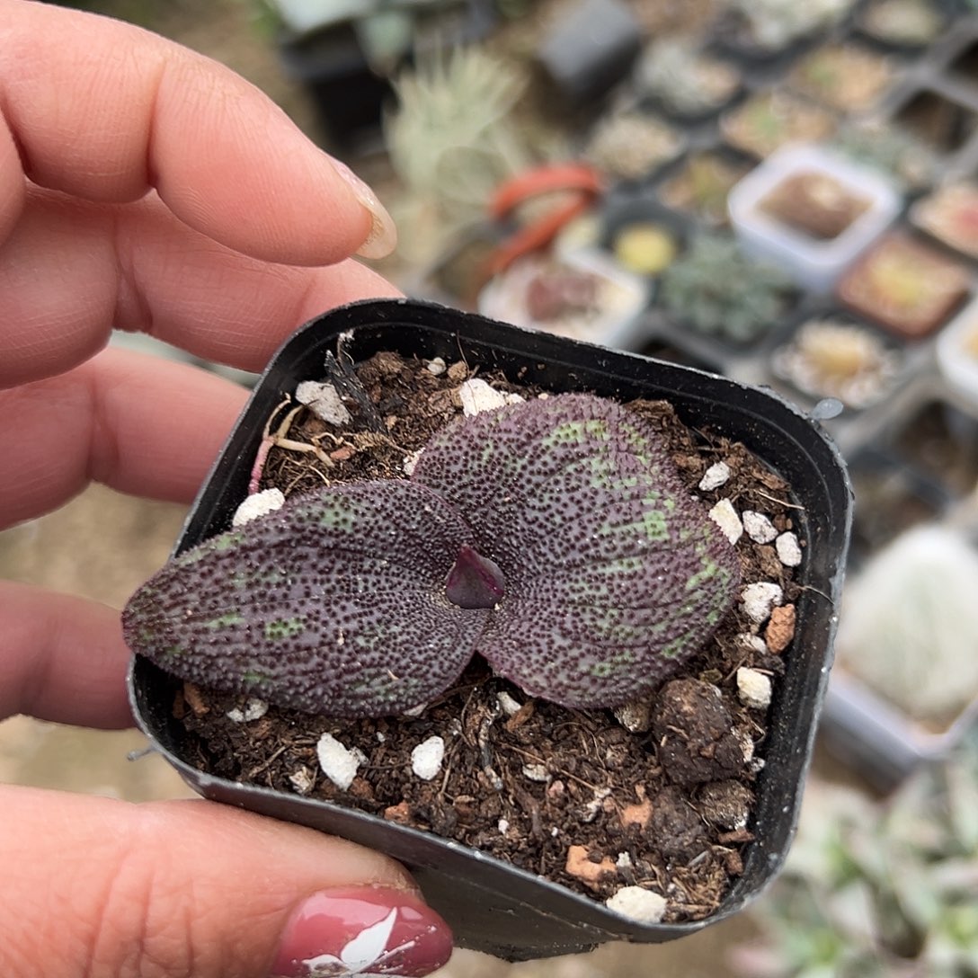 多肉植物紫镜开花