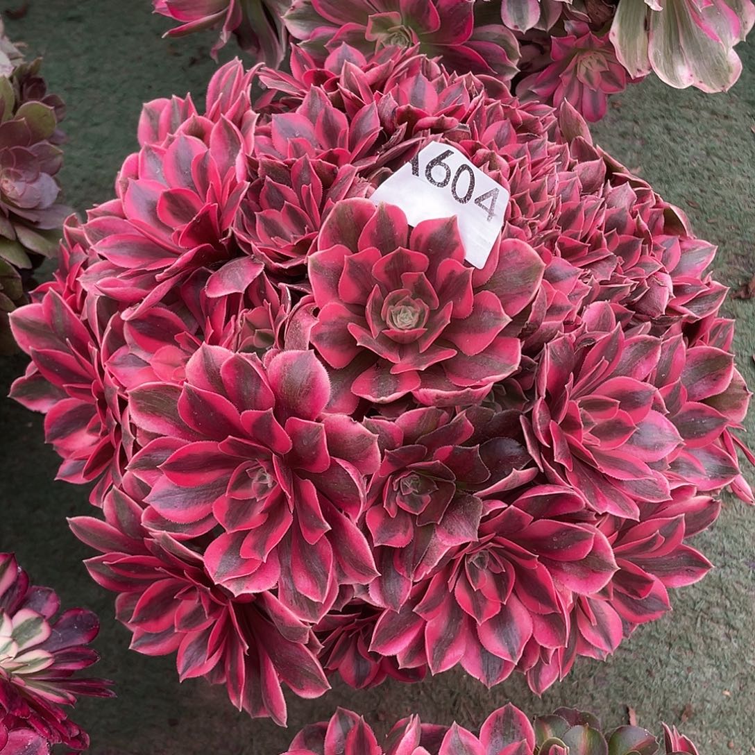 604.红粉佳人多肉植物