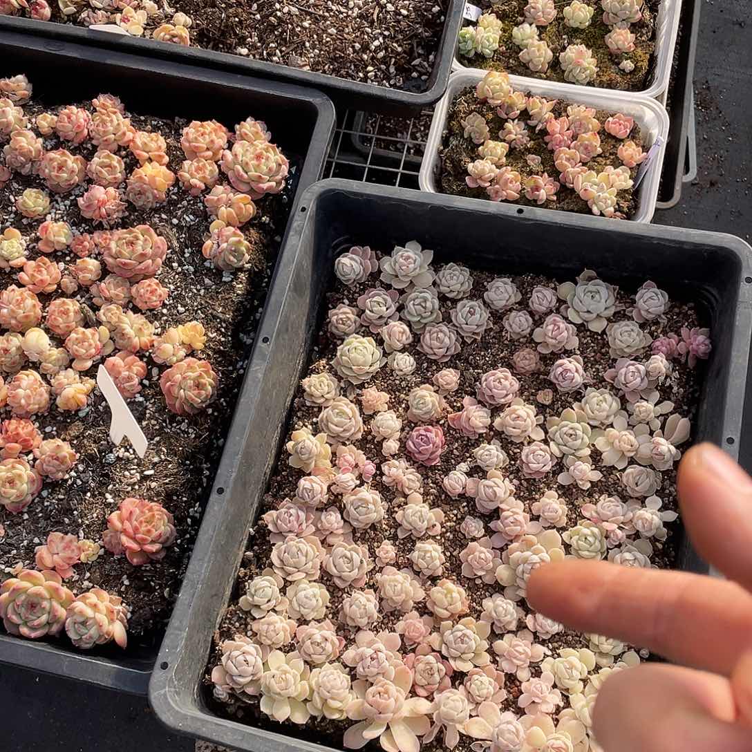 百***味220。 定。              