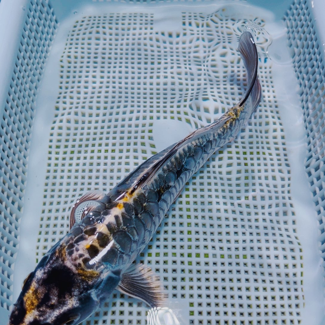 海水鱼锦鲤冷水195