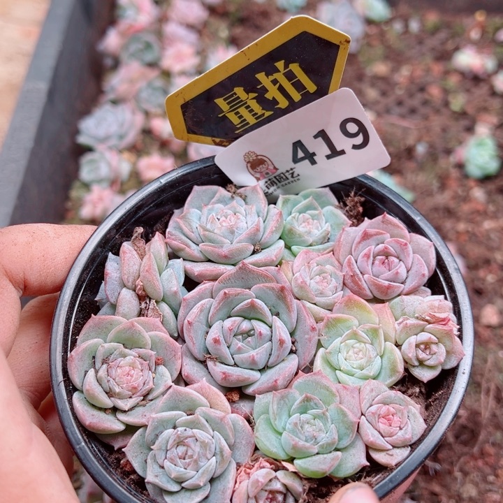 多肉植物多肉植物