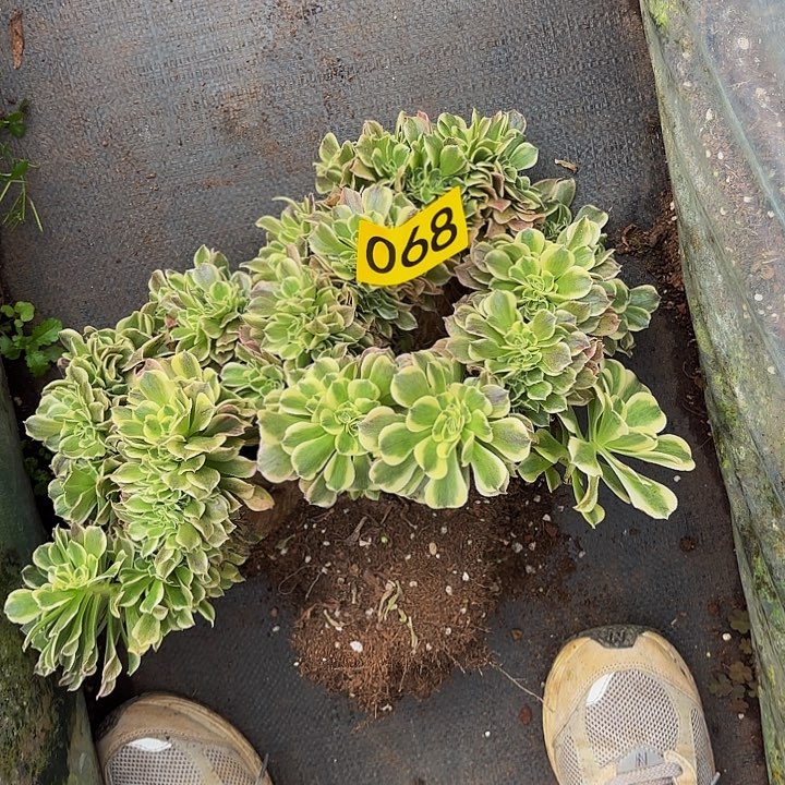 多肉植物绿豆沙缀068