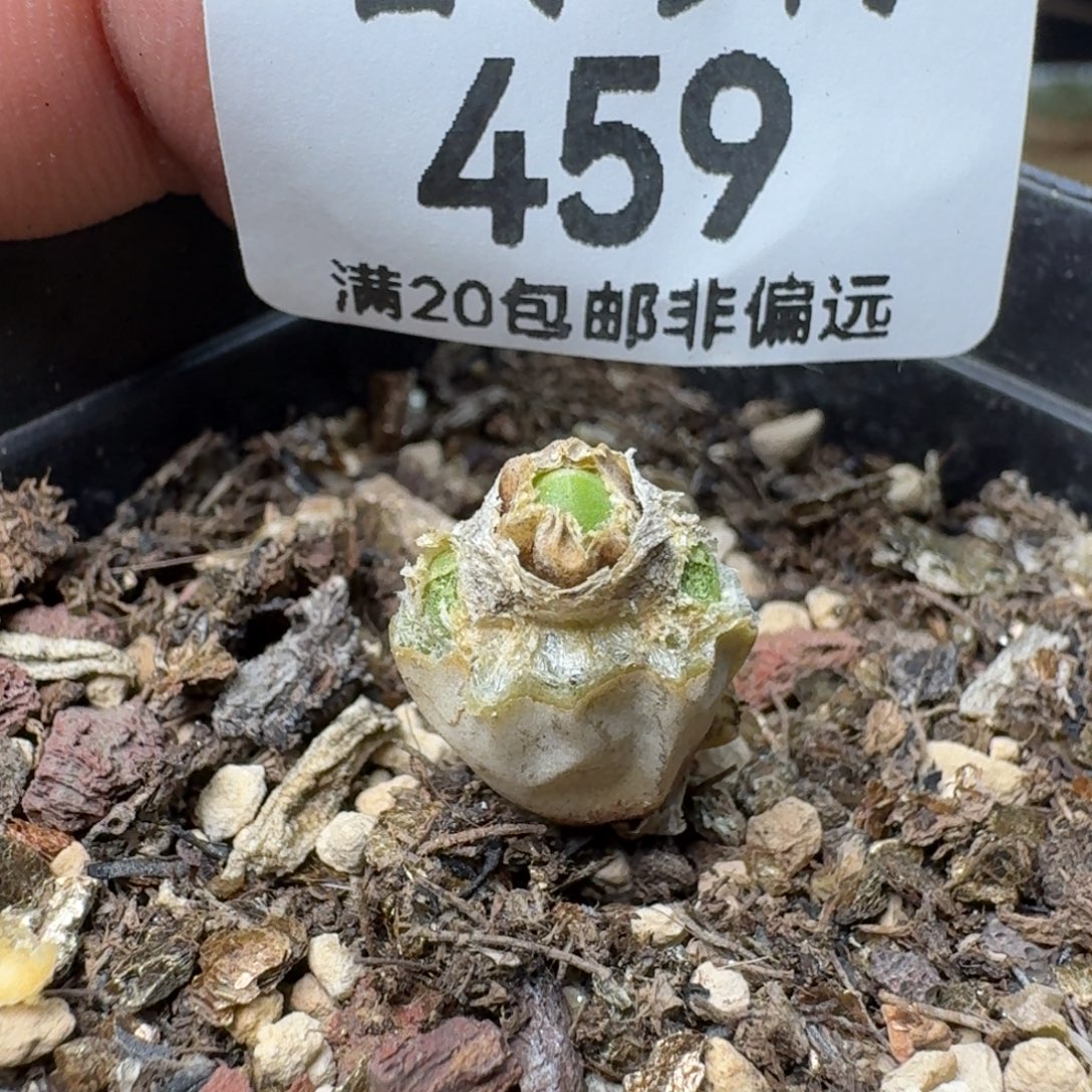 碧光环   带盆土            