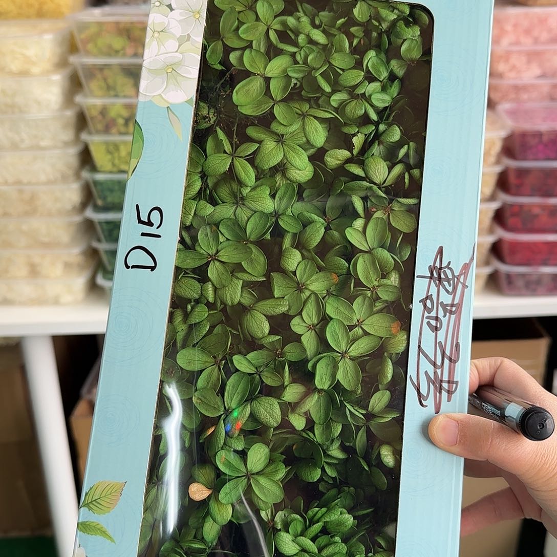 D15号墨绿色绣球120克左右