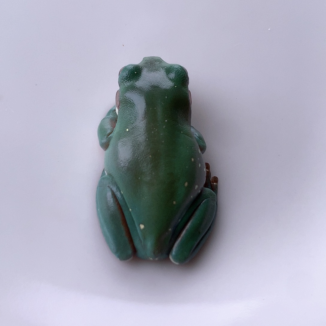 老爷树蛙1号超素皮精品