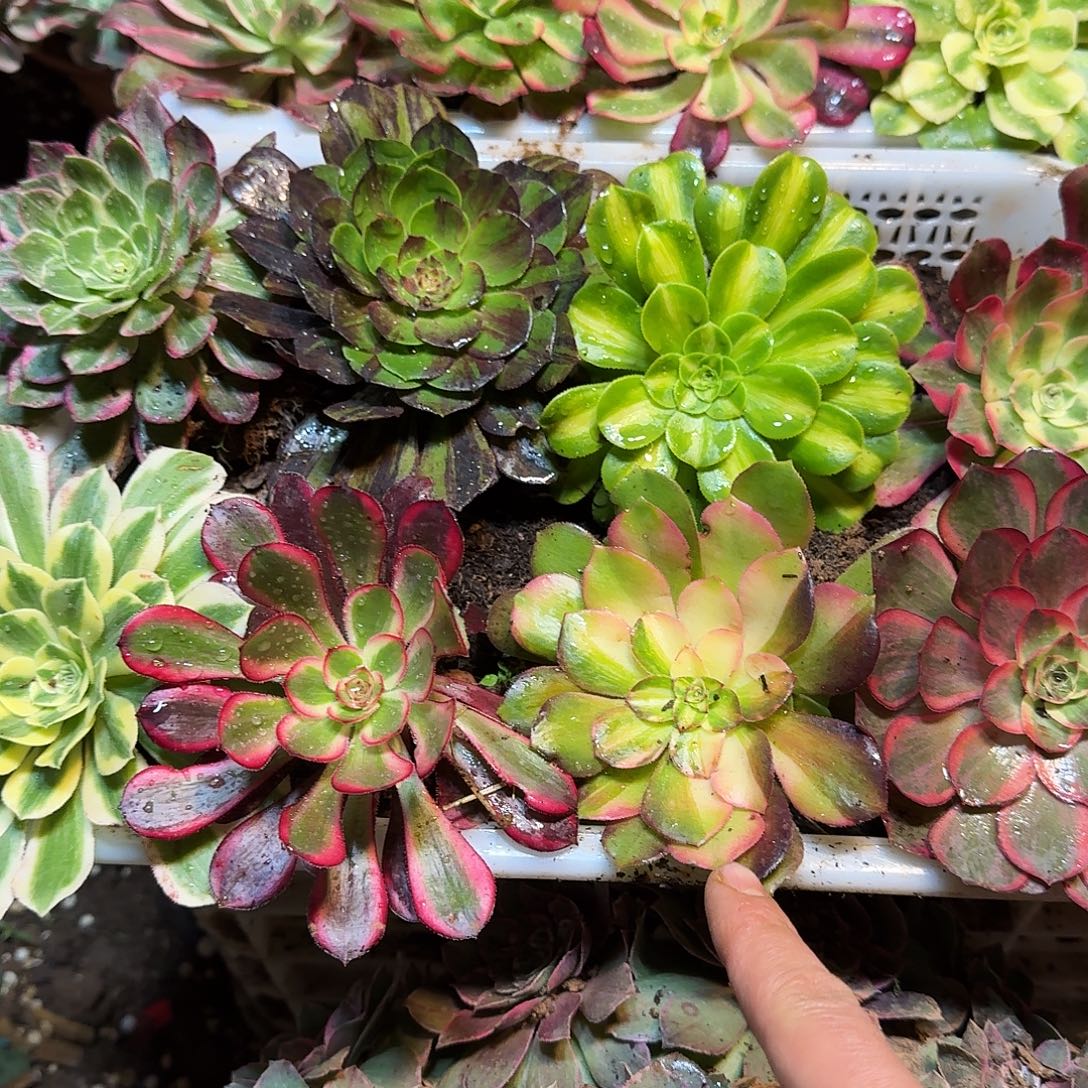 郑***欢直播间2号框加5棵缀化加知否