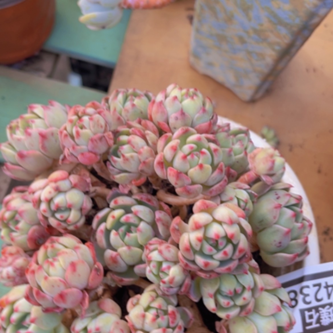 【闪购商品】娜娜小沟24238