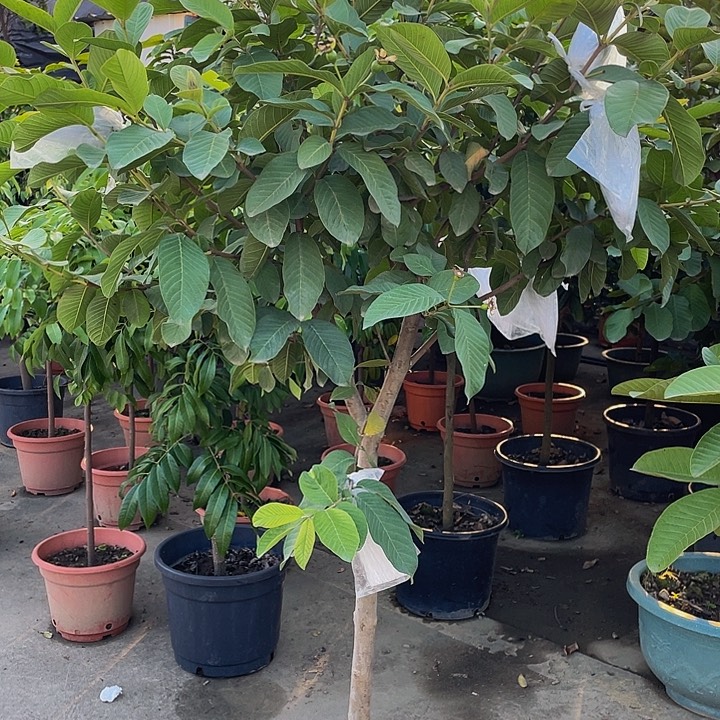 周***妹完全开放果树888888