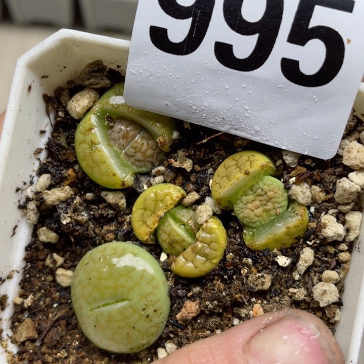 995黄绿富贵带盆l l