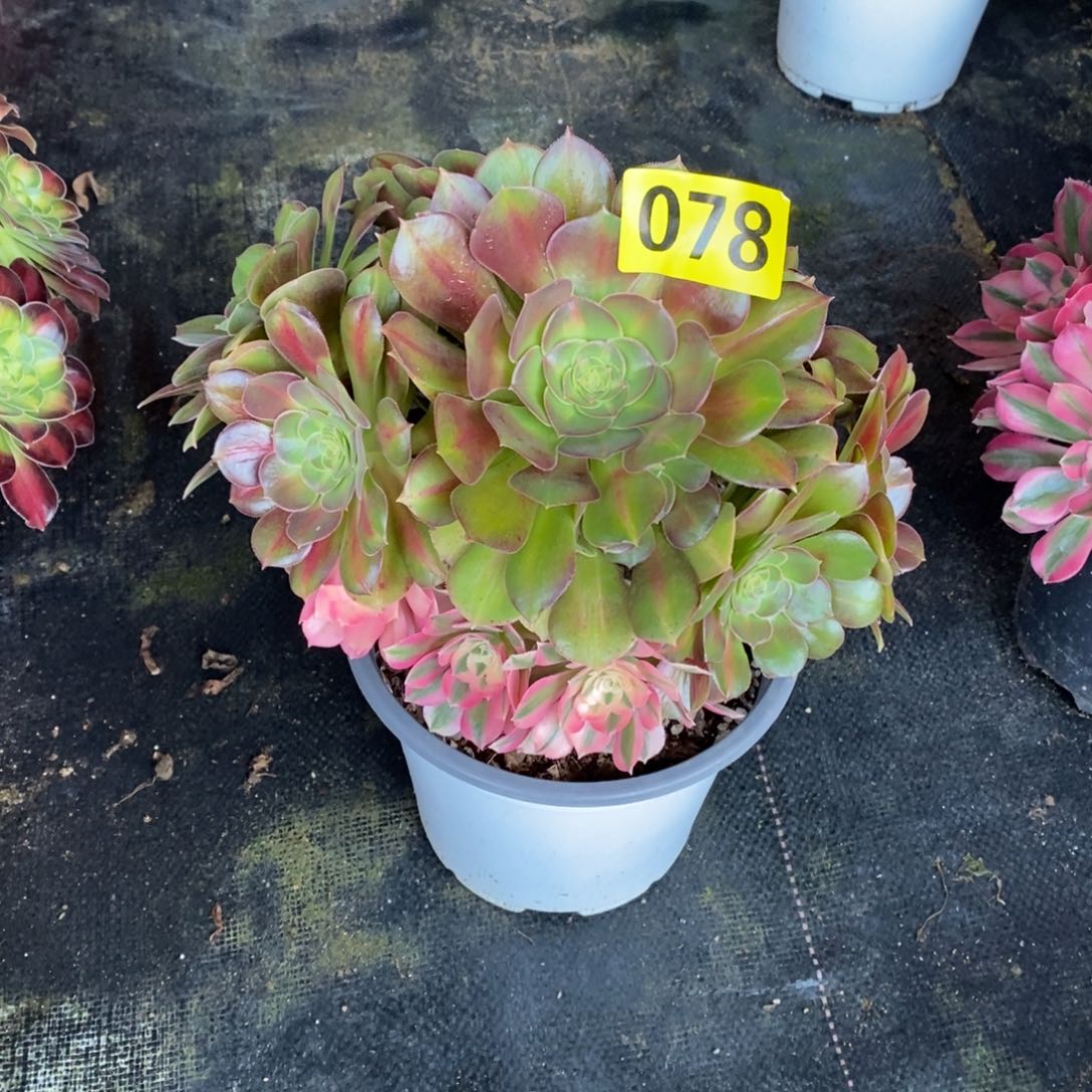 粉女巫变异多肉法师078