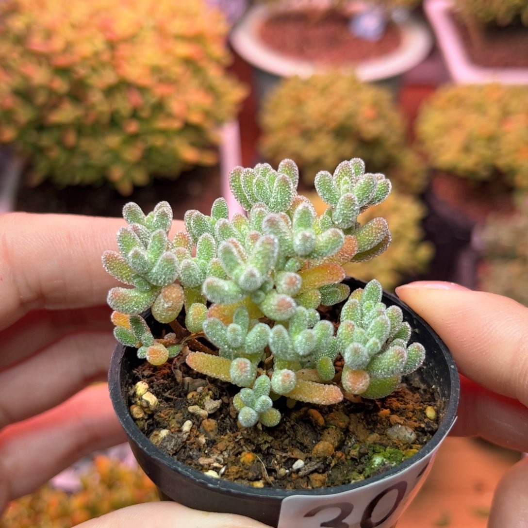 302粉冰晶可爱多肉植物