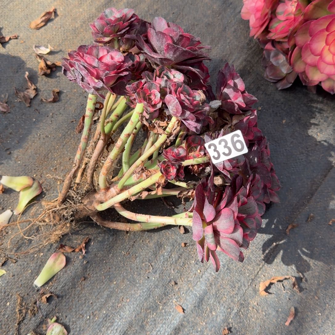 336多肉植物魅金玫瑰无主头有干伤