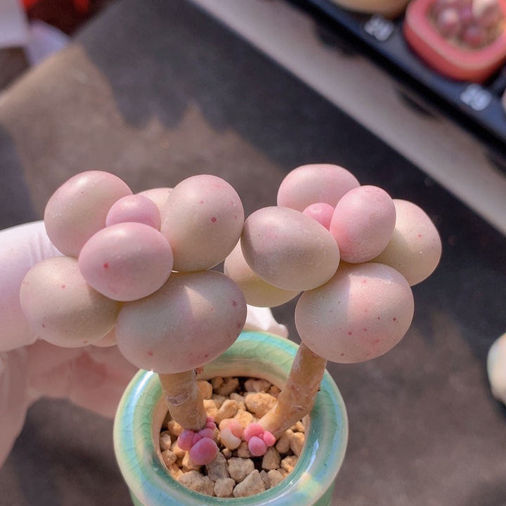 030 库福奶酪 2+4 木质