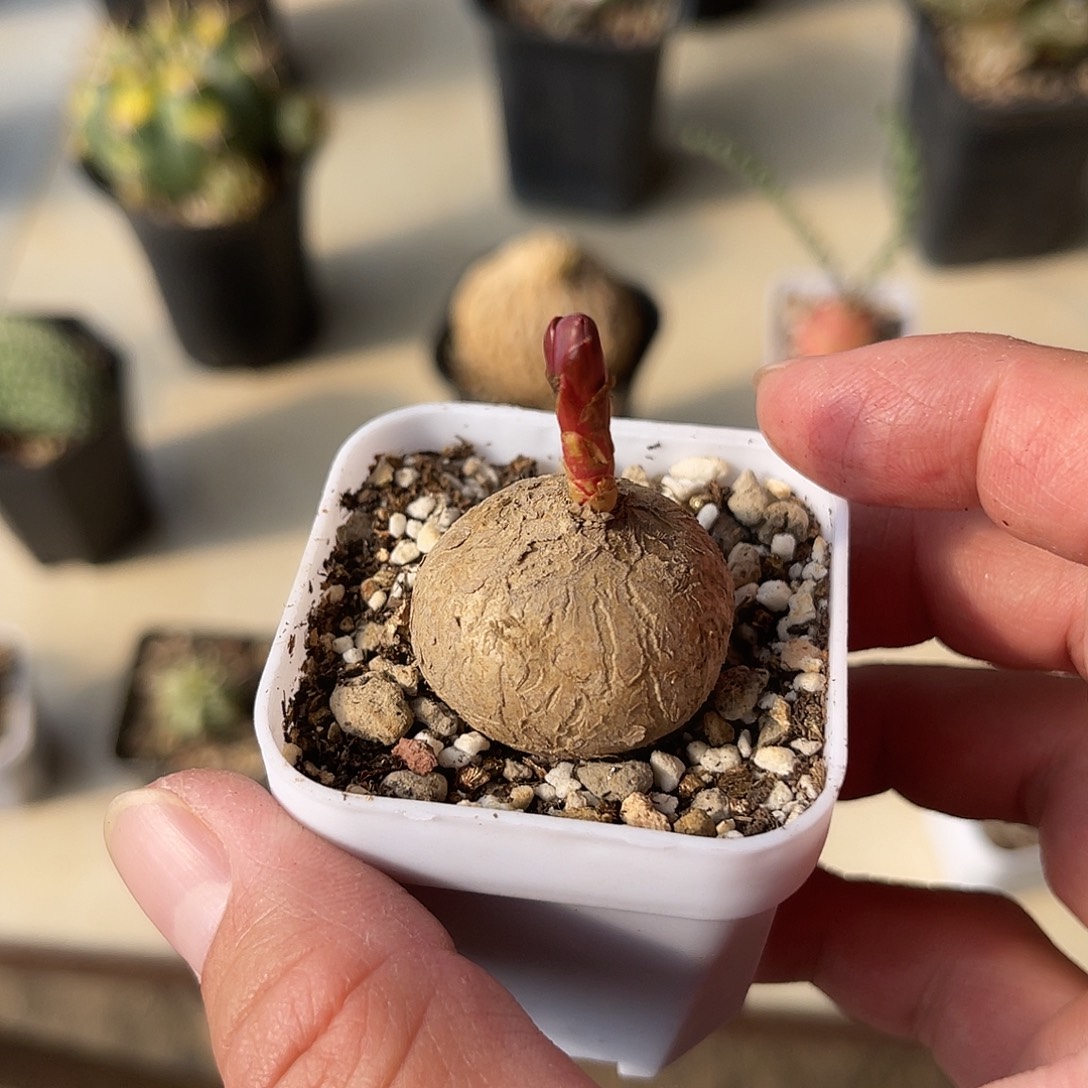 实生玫瑰大戟一物一拍