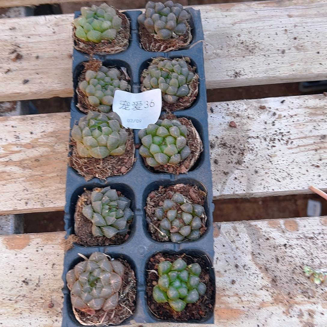 直播福利一物一拍36