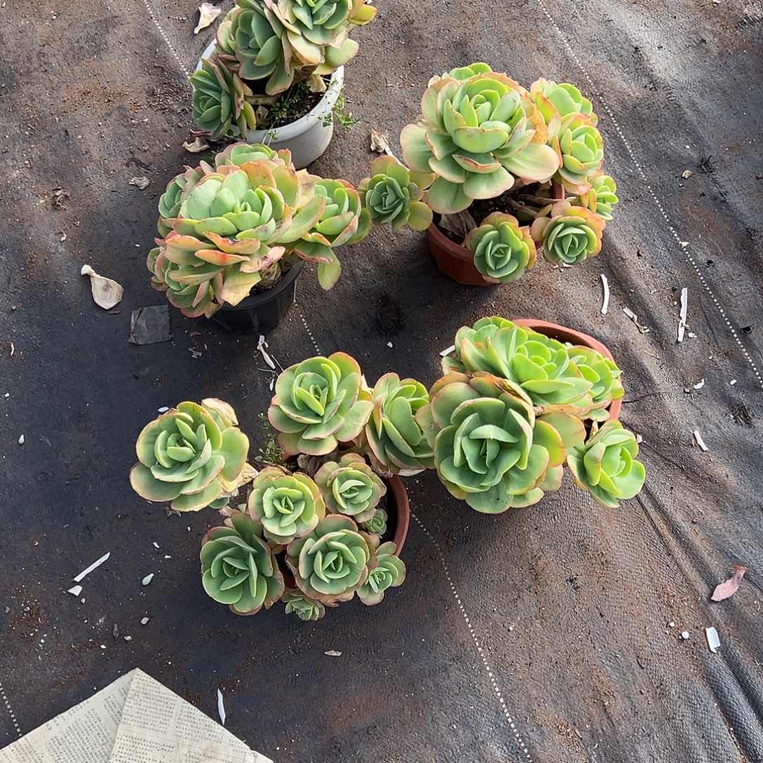 林***星多肉植物一物一拍