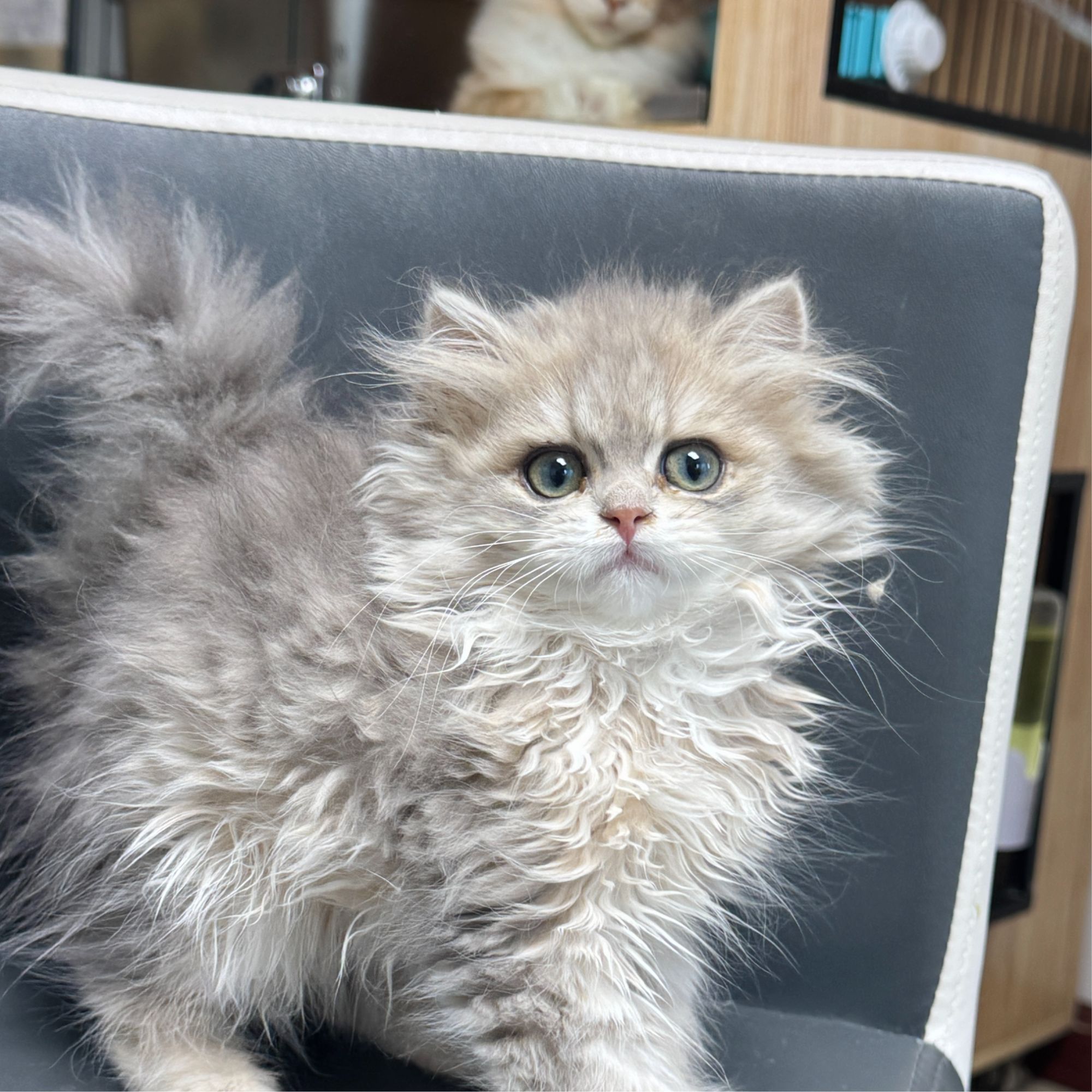 来了姊妹-蓝金英长猫 妹妹 J7