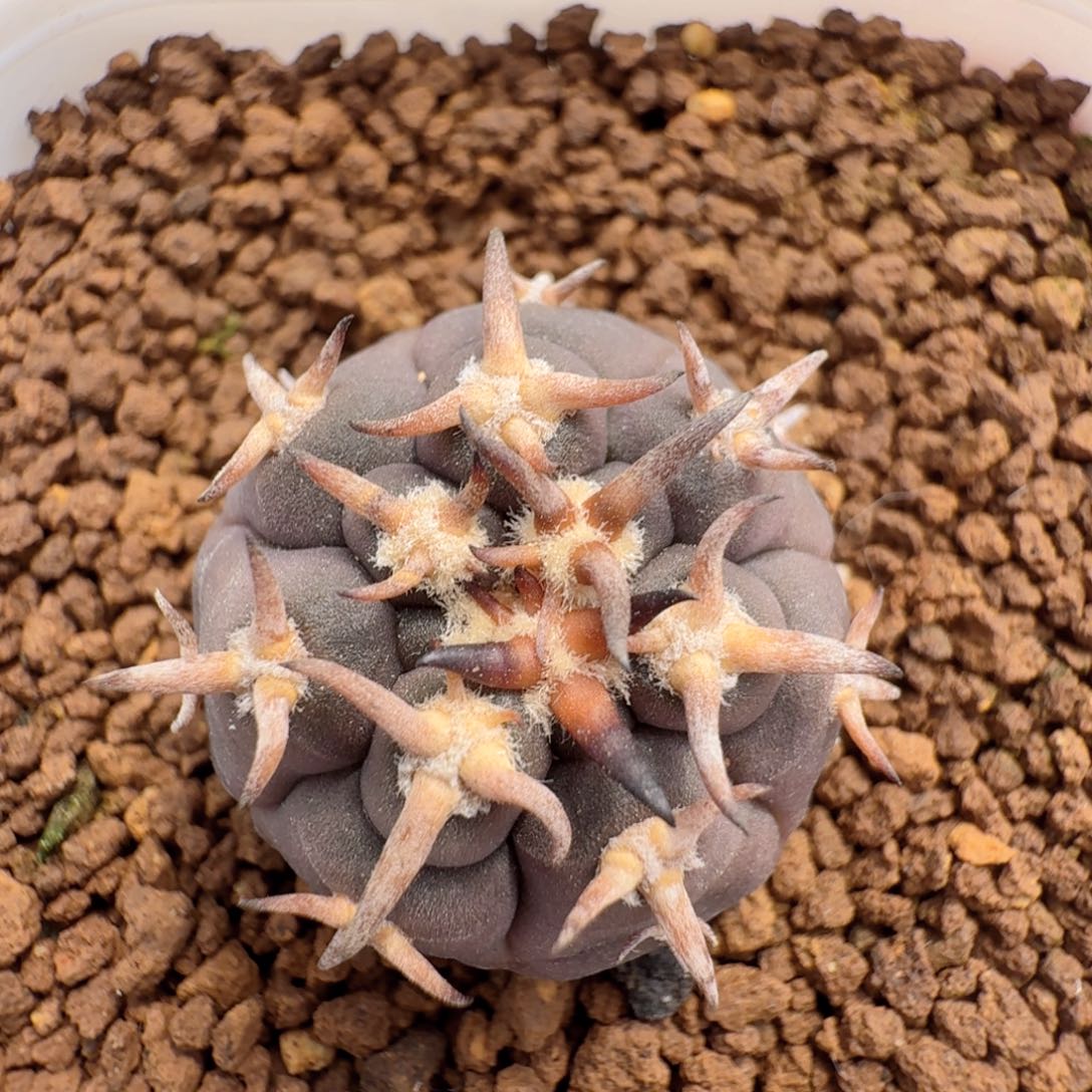 实生猫爪仙人球带盆发货