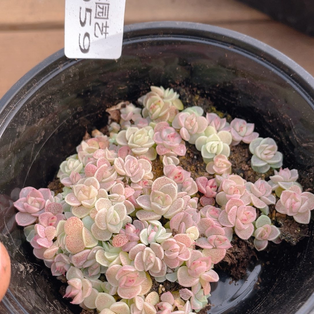 多肉植物多肉植物59