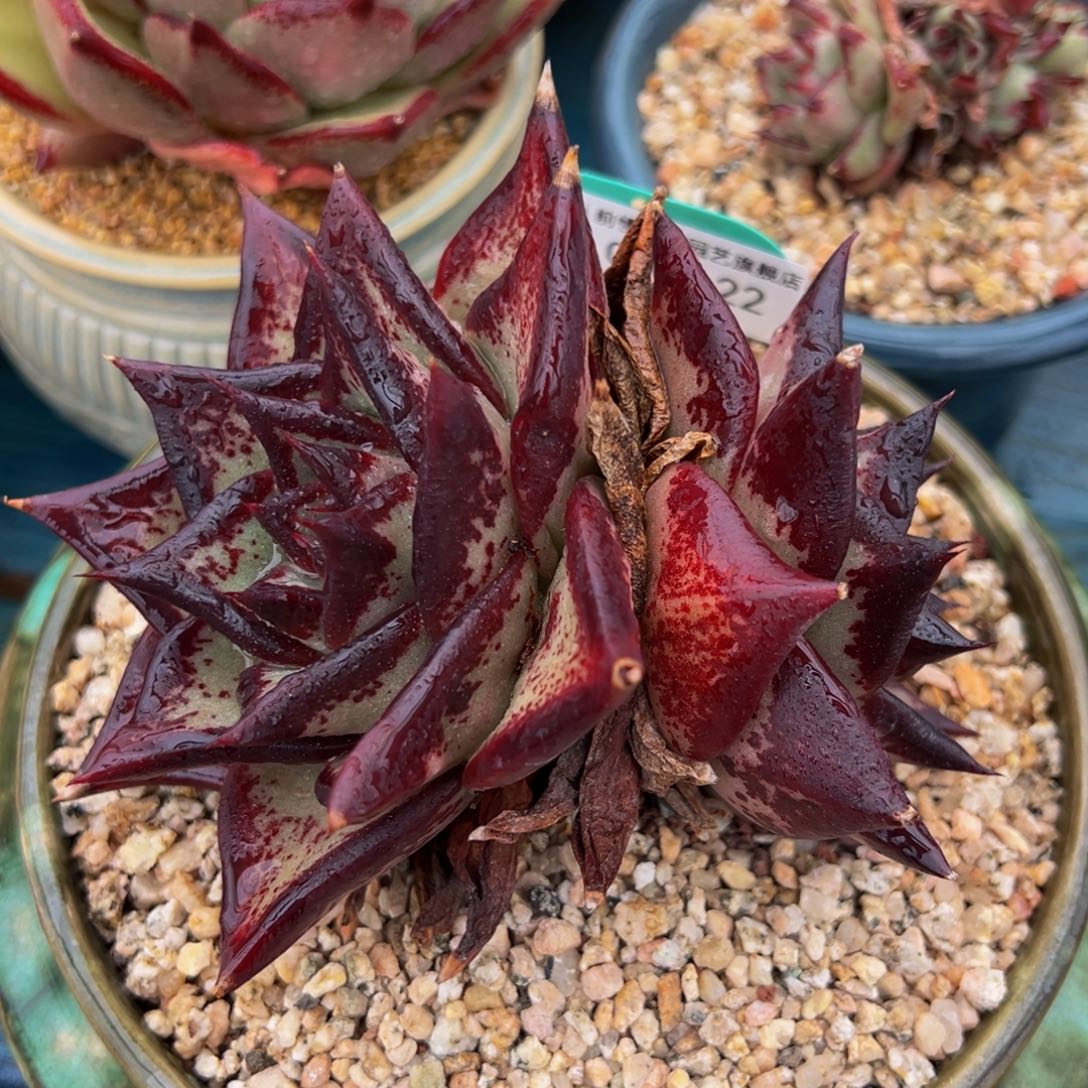 从前慢多肉精选编号0307.22