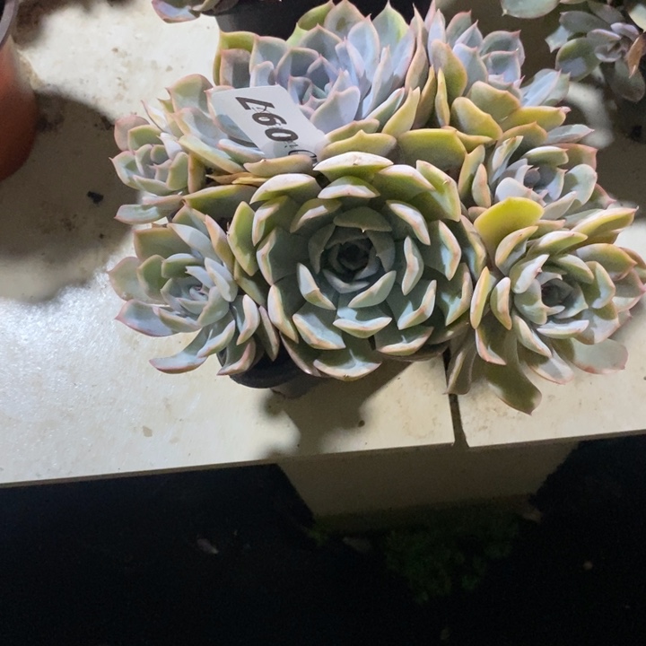 七***斓097菲欧娜多肉植物多肉