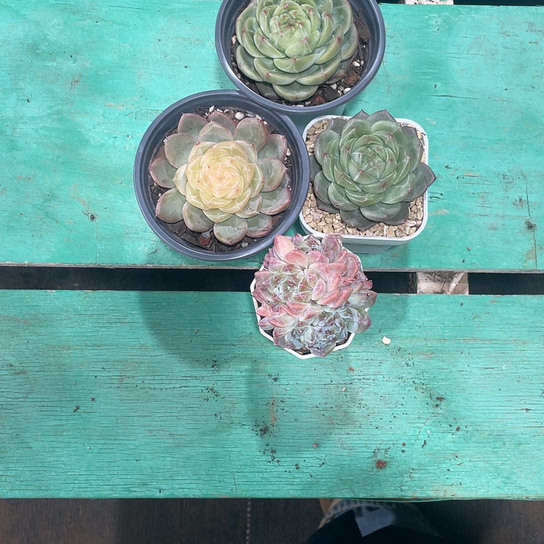 执***着4颗发货            