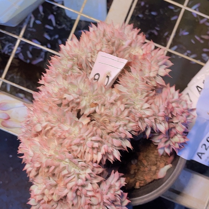 庄***庄你是不可能有这样想法和